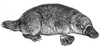 Duck-Billed Platypus Poster Print by Science Source - Item # VARSCIJC1073