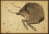 Taurus Constellation, Zodiac Sign, 1825 Poster Print by Science Source - Item # VARSCIBY2722