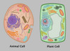 Animal Cell and Plant Cell Poster Print by Gwen Shockey/Science Source - Item # VARSCIJA0542