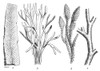 Silurian Plants Poster Print by Science Source