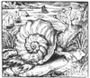 Snail from Sarmatian Sea, Legendary Creature Poster Print by Science Source - Item # VARSCI9N3048