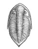 Asaphus Trilobite Poster Print by Science Source - Item # VARSCI9N3099