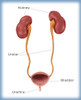 Kidneys, Ureter & Urinary Bladder, Illustration Poster Print by Monica Schroeder/Science Source - Item # VARSCIJA7843