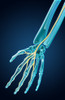 Median Nerve, Illustration Poster Print by Evan Oto/Science Source - Item # VARSCIJC7415