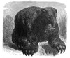 Megatherium, Cenozoic Mammal Poster Print by Science Source - Item # VARSCIBX3748