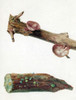 Fungi On Branch Poster Print by Science Source - Item # VARSCIJC1083