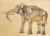 Skeleton of Elephant, 1860 Poster Print by Science Source - Item # VARSCIJB6785