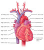 Heart, Illustration Poster Print by Evan Oto/Science Source - Item # VARSCIJB1376