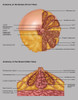 Breast Anatomy, Illustration Poster Print by Gwen Shockey/Science Source - Item # VARSCIJC0947