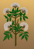 Common Elder Tree Poster Print by Science Source - Item # VARSCIBQ7487