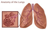 Lungs and Alveoli Poster Print by Gwen Shockey/Science Source - Item # VARSCIBZ3640