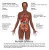 Symptoms of Multiple Sclerosis Poster Print by Gwen Shockey/Science Source - Item # VARSCIBZ3716