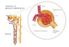 Renal Corpuscle Anatomy, Illustration Poster Print by Monica Schroeder/Science Source - Item # VARSCIJB0683