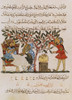 Dioscorides's "De Materia Medica", 13th Century Poster Print by Science Source - Item # VARSCIBP5624