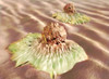 Colon Cancer Cells, Illustration Poster Print by Spencer Sutton/Science Source - Item # VARSCIJB9138