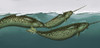 Narwhals Poster Print by Spencer Sutton/Science Source