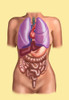 Organ System on a Female Torso Poster Print by Spencer Sutton/Science Source - Item # VARSCIBV6702