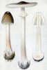 Deadly Amanita, Poisonous Mushroom Poster Print by Science Source - Item # VARSCIJC1086