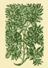 Myrtle, Alchemy Plant Poster Print by Science Source - Item # VARSCIBQ2779