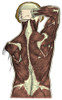Back Muscles Poster Print by Science Source - Item # VARSCIBQ2113