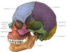 Bones of the Skull Poster Print by Evan Oto/Science Source - Item # VARSCIBV9001