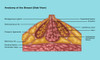 Breast Anatomy, Illustration Poster Print by Gwen Shockey/Science Source - Item # VARSCIJC0959