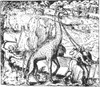 Giraffe, 16th Century Poster Print by Science Source - Item # VARSCI9N3061