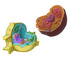 Animal and Plant Cells Poster Print by Spencer Sutton/Science Source - Item # VARSCIBV6736