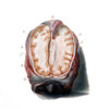 Brain, Anatomical Illustration, 1802 Poster Print by Science Source - Item # VARSCIJA1780