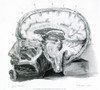 Brain, Anatomical Illustration, 1802 Poster Print by Science Source - Item # VARSCIJA1779