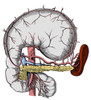 Abdominal Anatomy Poster Print by Science Source - Item # VARSCIBS5687