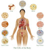 Cells of the Body Poster Print by Gwen Shockey/Science Source - Item # VARSCIBZ3647
