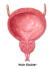 Male Bladder, Illustration Poster Print by Gwen Shockey/Science Source - Item # VARSCIJB6936