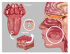 Anatomy of Taste, Illustration Poster Print by Gwen Shockey/Science Source - Item # VARSCIJB7009