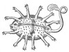 Rubus, Legendary Sea Monster Poster Print by Science Source