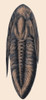 Oxygia Trilobite Poster Print by Science Source - Item # VARSCIJB3477