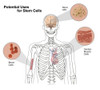 Potential Uses for Stem Cells Poster Print by Spencer Sutton/Science Source