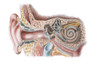 Ear Anatomy Poster Print by Spencer Sutton/Science Source - Item # VARSCIBT1928