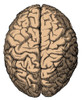 Brain Poster Print by Science Source - Item # VARSCIBS4896