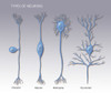 4 Types of Neurons, Illustration Poster Print by Monica Schroeder/Science Source - Item # VARSCIJC0761