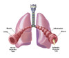Normal vs. Asthmatic Bronchial Tubes Poster Print by Spencer Sutton/Science Source - Item # VARSCIBZ4296
