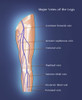 Major Veins of the Leg Poster Print by Monica Schroeder/Science Source - Item # VARSCIJC2599