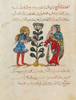 Dioscorides's "De Materia Medica", 13th Century Poster Print by Science Source - Item # VARSCIBP5625