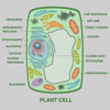 Plant Cell Poster Print by Gwen Shockey/Science Source - Item # VARSCIJA0546