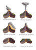 Volcanic Eruption Types, Illustration Poster Print by Spencer Sutton/Science Source - Item # VARSCIJC4954