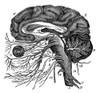 Brain and Cranial Nerves Poster Print by Science Source - Item # VARSCIBS4919