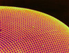Deer Fly Eye, SEM Poster Print by Science Source - Item # VARSCIBS7951