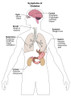 Symptoms of Diabetes Poster Print by Spencer Sutton/Science Source - Item # VARSCIBY3769