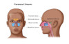 Paranasal Sinuses, Illustration Poster Print by Monica Schroeder/Science Source - Item # VARSCIJC2558