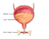 Female Bladder, Illustration Poster Print by Gwen Shockey/Science Source